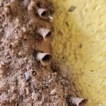 Funnel of the mud nest by the small potter wasp Paralastor sp, Alice Springs NT