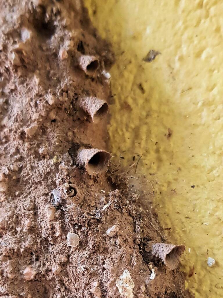 Funnel of the mud nest by the small potter wasp Paralastor sp, Alice Springs NT