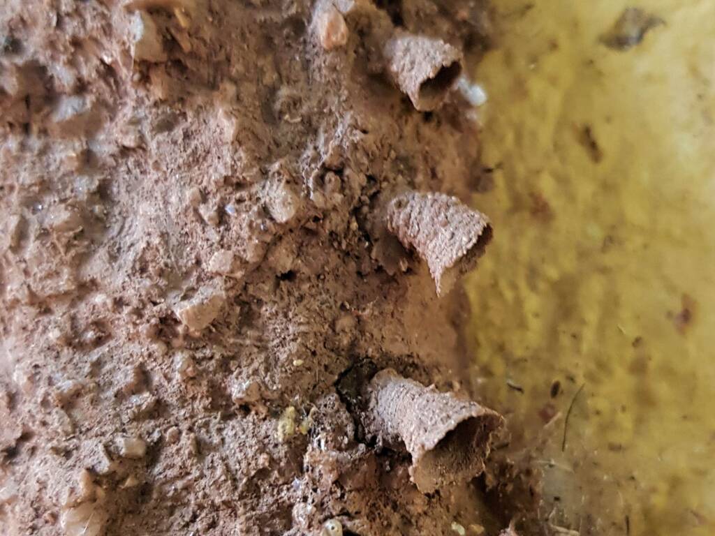 Funnel of the mud nest by the small potter wasp Paralastor sp, Alice Springs NT