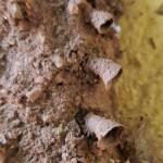 Funnel of the mud nest by the small potter wasp Paralastor sp, Alice Springs NT