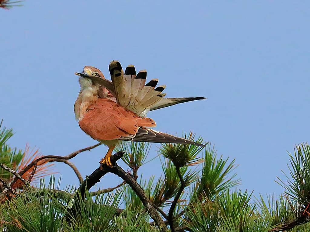 Nankeen Kestrel (Falco cenchroides) © Dorothy Latimer