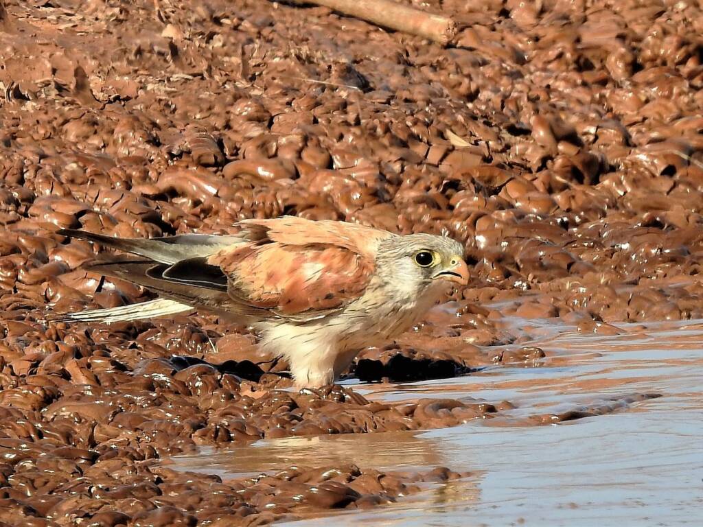 Nankeen Kestrel (Falco cenchroides), Ilparpa Claypans, Central Australia © Dorothy Latimer
