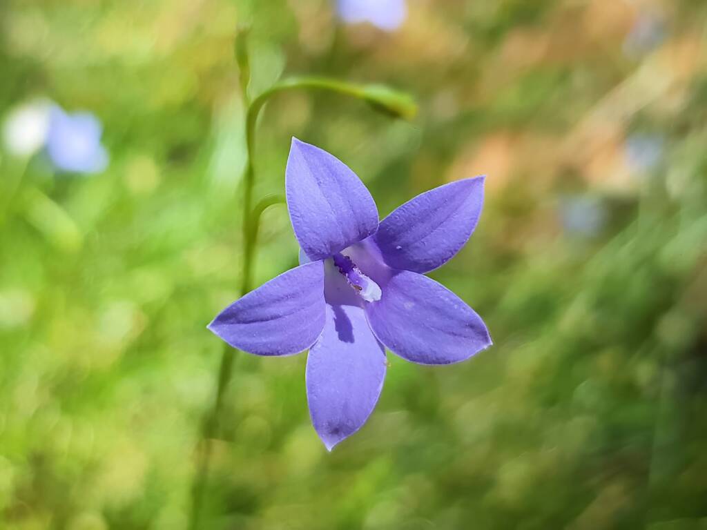 Native Bluebells (Wahlenbergia queenslandica), Alice Springs Desert Park NT
