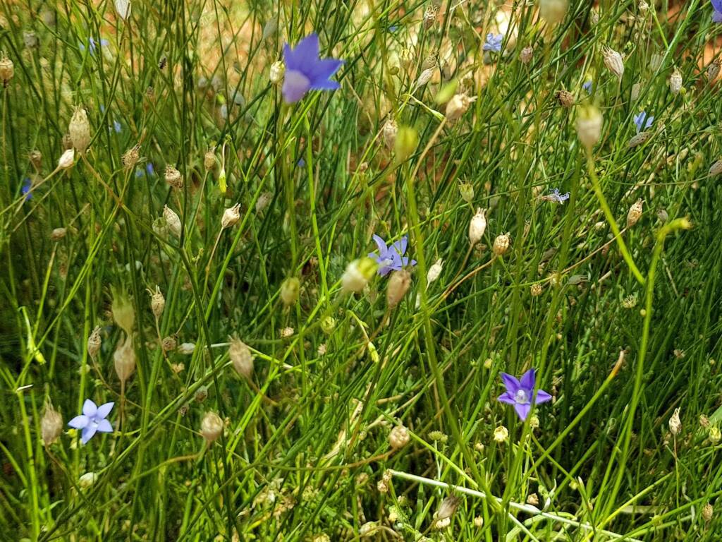 Native Bluebells (Wahlenbergia queenslandica), Alice Springs Desert Park NT