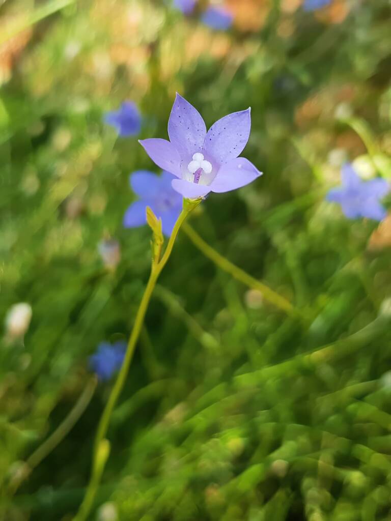 Native Bluebells (Wahlenbergia queenslandica), Alice Springs Desert Park NT