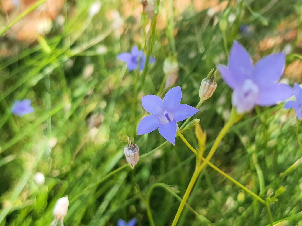 Native Bluebells (Wahlenbergia queenslandica), Alice Springs Desert Park NT