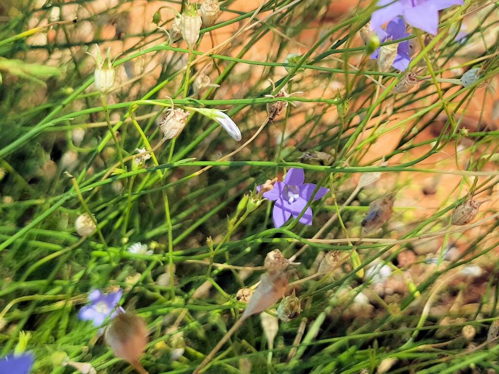 Native Bluebells (Wahlenbergia queenslandica), Alice Springs Desert Park NT