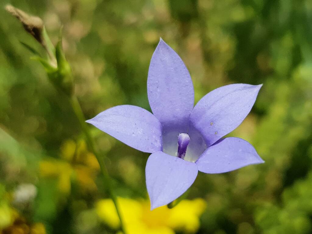 Native Bluebells (Wahlenbergia queenslandica), Alice Springs Desert Park NT