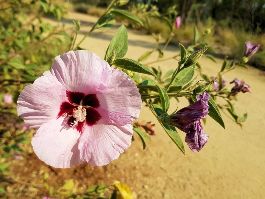 Native Cotton Bush (Gossypium australe), Alice Springs Desert Park NT