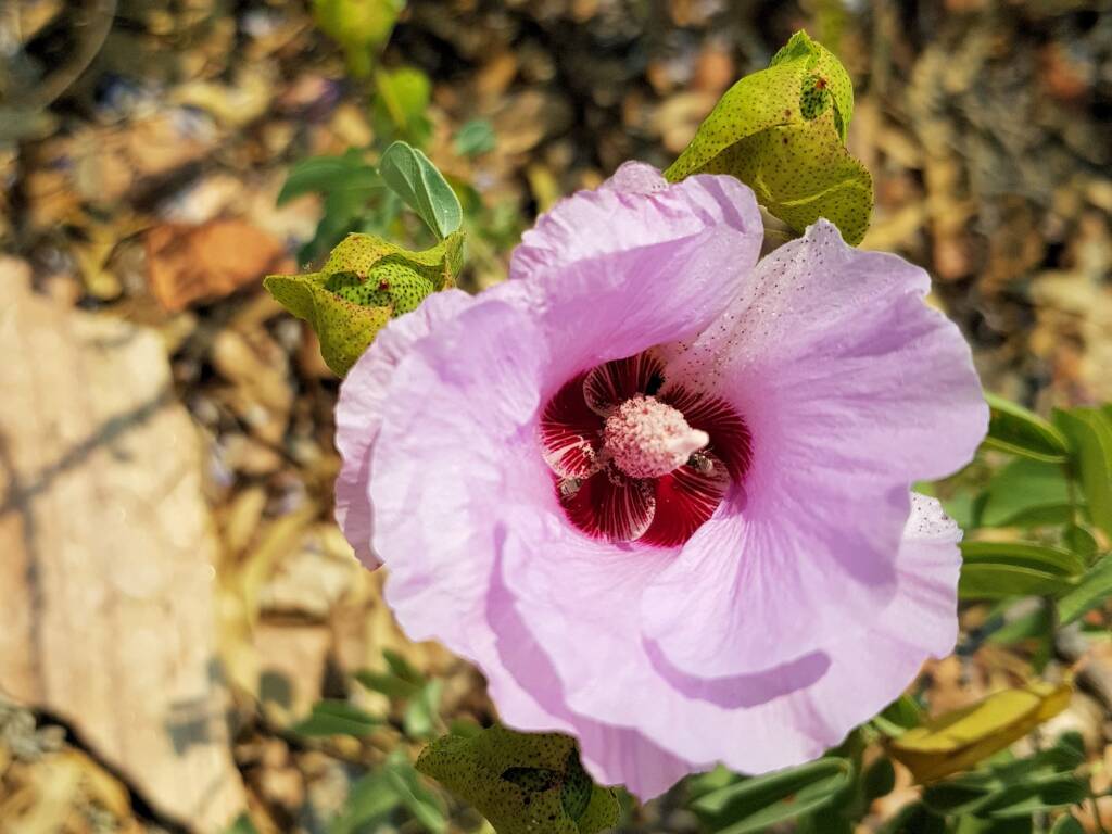 Native Cotton Bush (Gossypium australe), Alice Springs Desert Park NT
