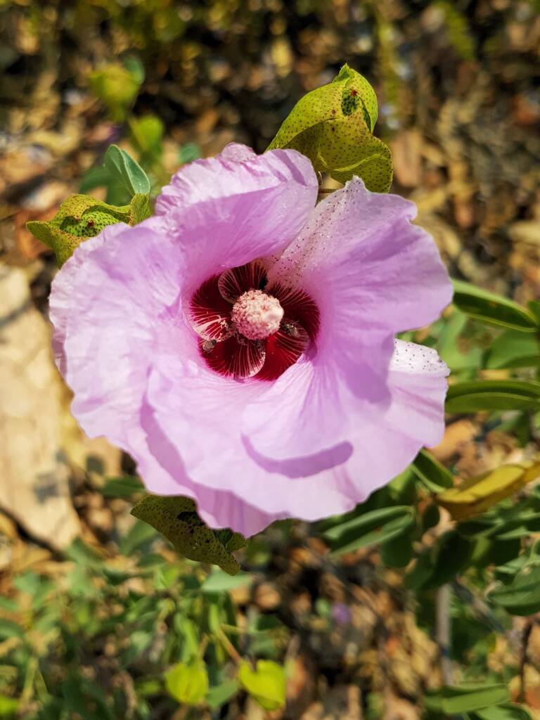 Native Cotton Bush (Gossypium australe), Alice Springs Desert Park NT