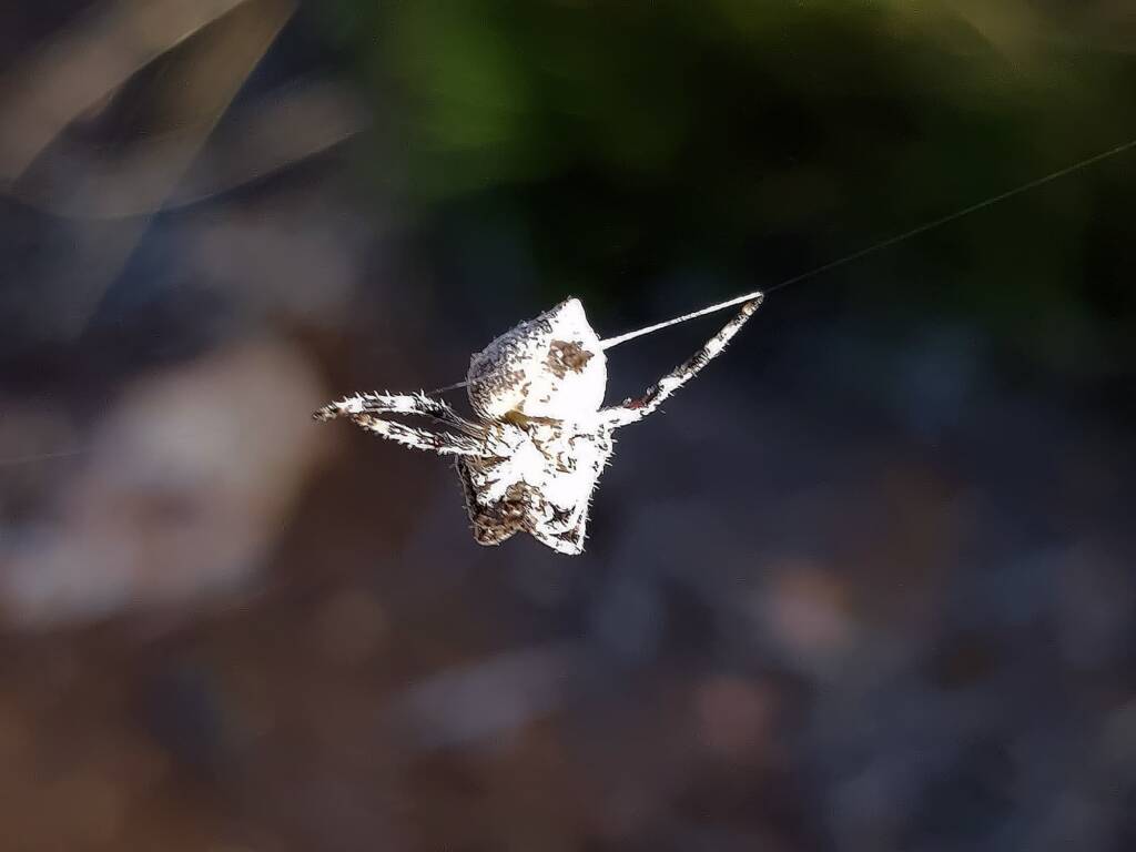 Three-pointed Novakiella (Novakiella trituberculosa), Alice Springs Desert Park NT