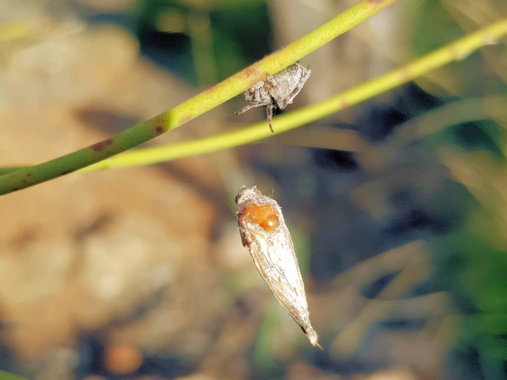 Three-pointed Novakiella (Novakiella trituberculosa), Alice Springs Desert Park NT