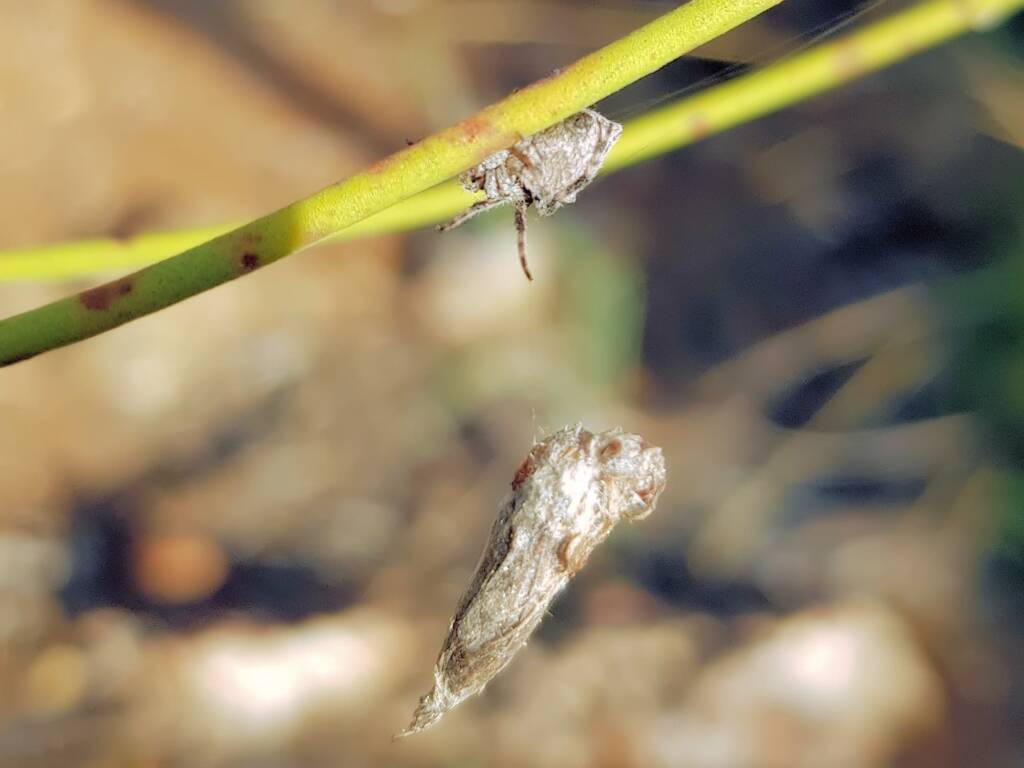 Three-pointed Novakiella (Novakiella trituberculosa), Alice Springs Desert Park NT
