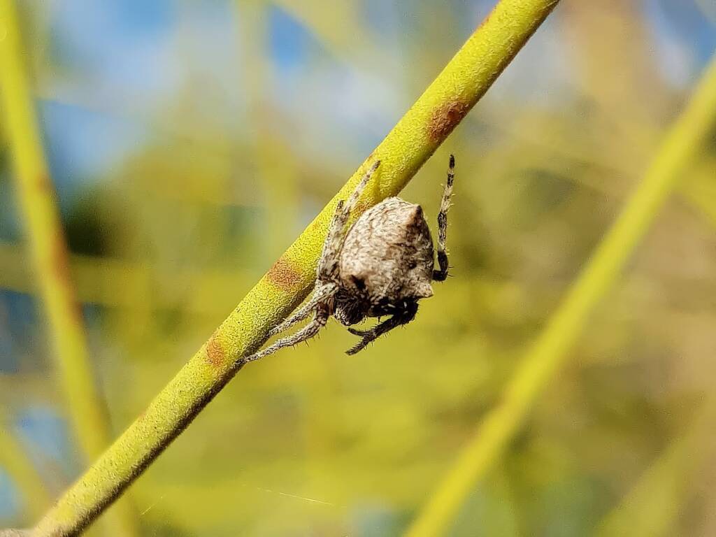 Three-pointed Novakiella (Novakiella trituberculosa), Alice Springs Desert Park NT