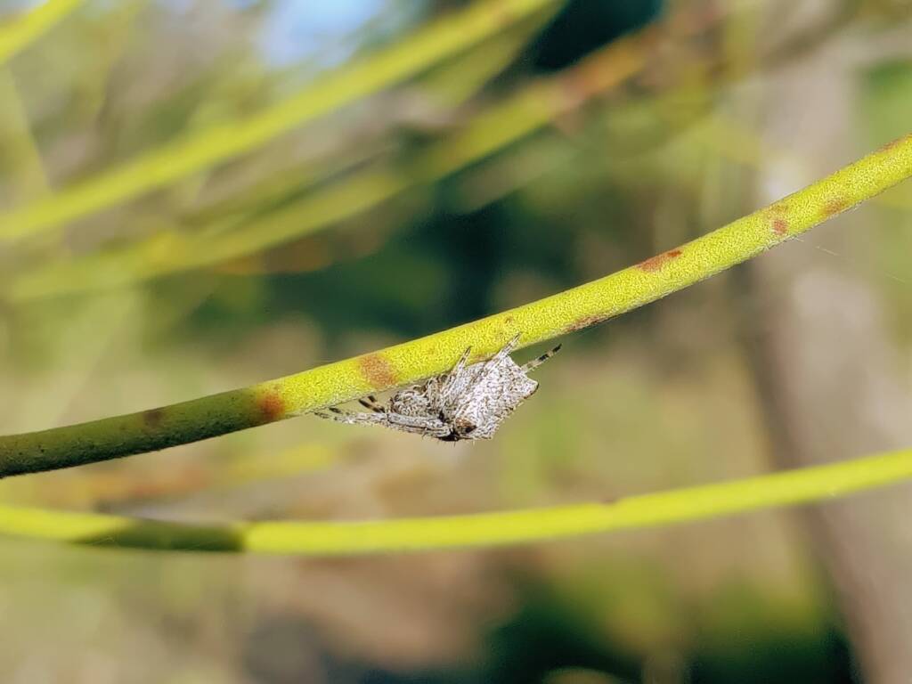 Three-pointed Novakiella (Novakiella trituberculosa), Alice Springs Desert Park NT