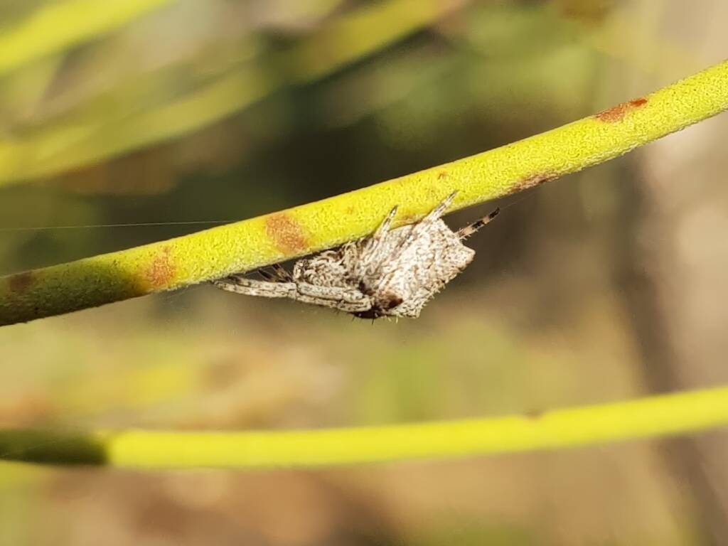 Three-pointed Novakiella (Novakiella trituberculosa), Alice Springs Desert Park NT