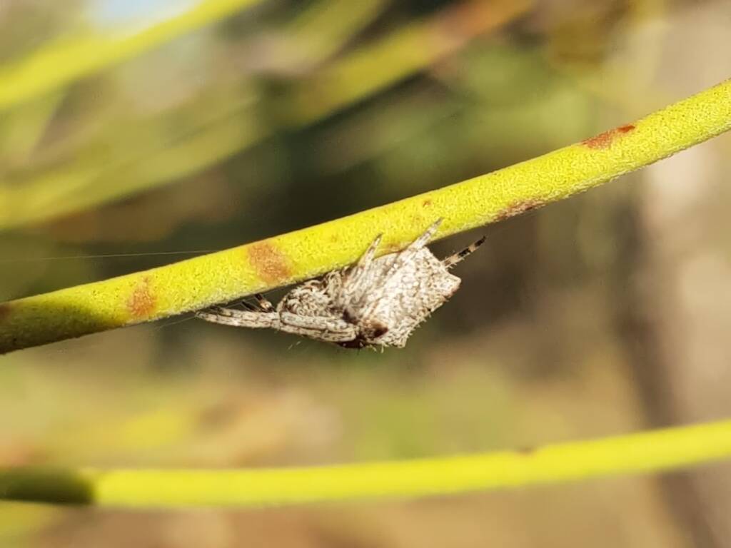 Three-pointed Novakiella (Novakiella trituberculosa), Alice Springs Desert Park NT