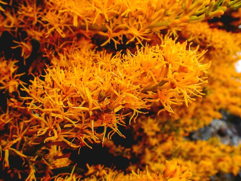 Nuytsia floribunda (Western Australia Christmas Tree), Hopetoun WA © Terry Dunham