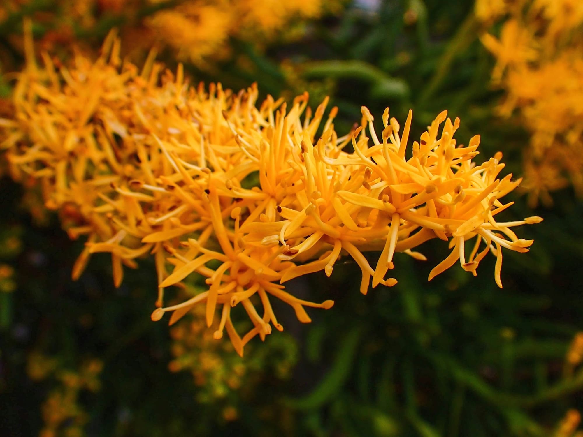 Nuytsia floribunda (Western Australia Christmas Tree), Hopetoun WA © Terry Dunham
