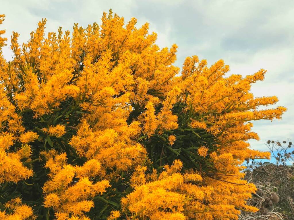 Nuytsia floribunda (Western Australia Christmas Tree), Hopetoun WA © Terry Dunham