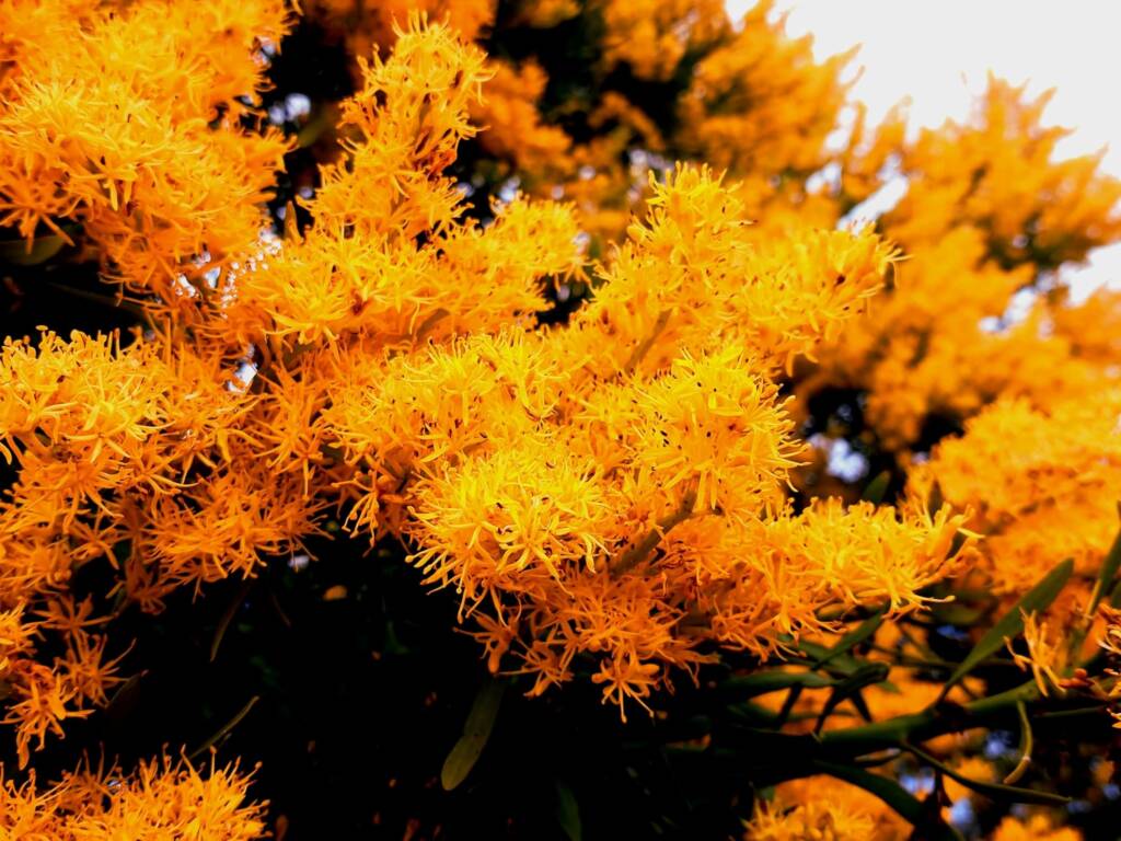 Nuytsia floribunda (Western Australia Christmas Tree), Hopetoun WA © Terry Dunham