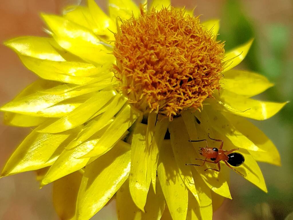 Opisthopsis sp (Strobe ant), Alice Springs Desert Park NT