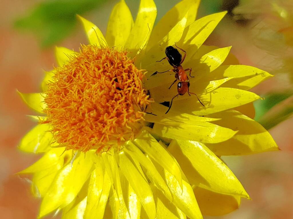 Opisthopsis sp (Strobe ant), Alice Springs Desert Park NT
