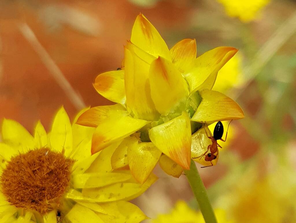 Opisthopsis sp (Strobe ant), Alice Springs Desert Park NT