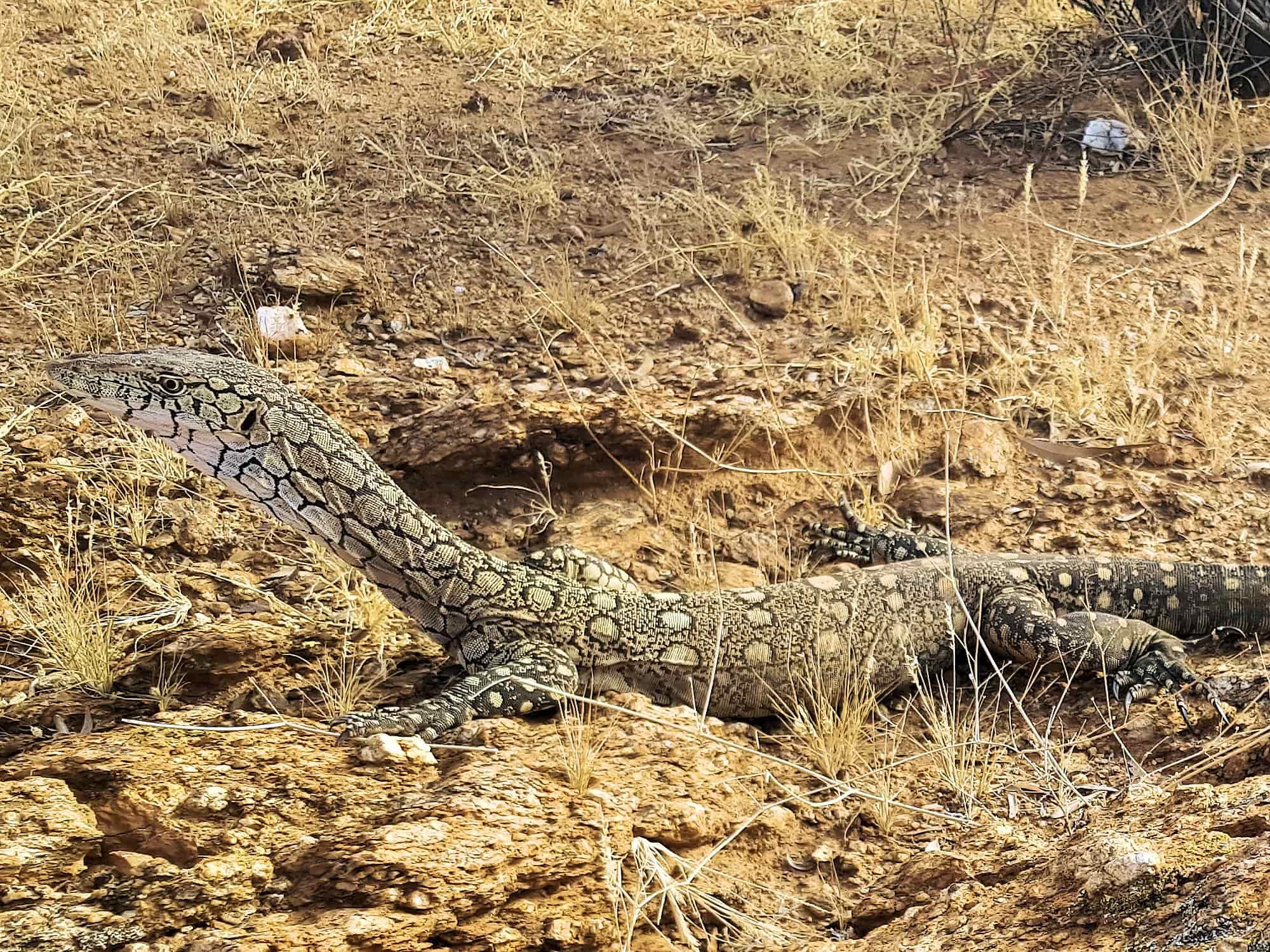 Perentie (Varanus giganteus), Alice Springs Desert Park NT