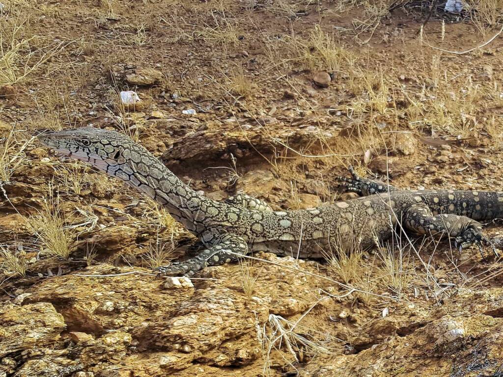 Perentie (Varanus giganteus), Alice Springs Desert Park NT