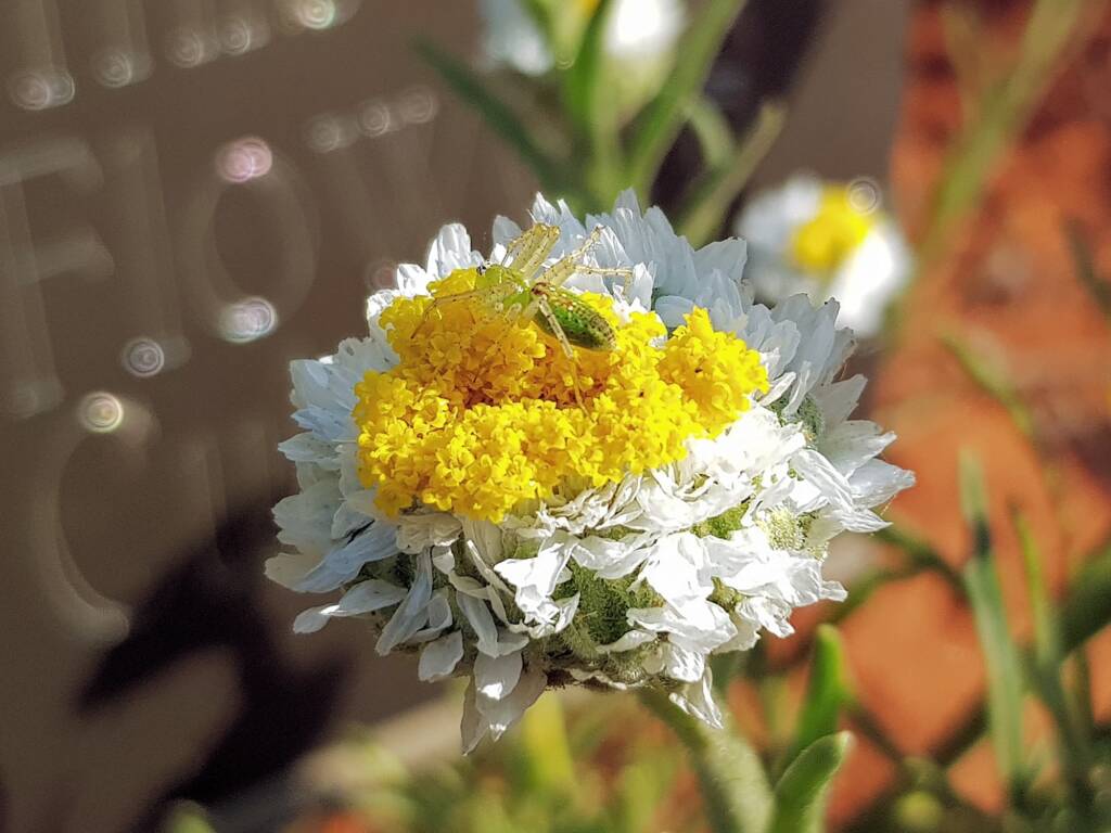Genus Peucetia (Green Lynx Spider), Alice Springs Desert Park NT