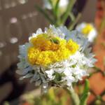 Genus Peucetia (Green Lynx Spider), Alice Springs Desert Park NT