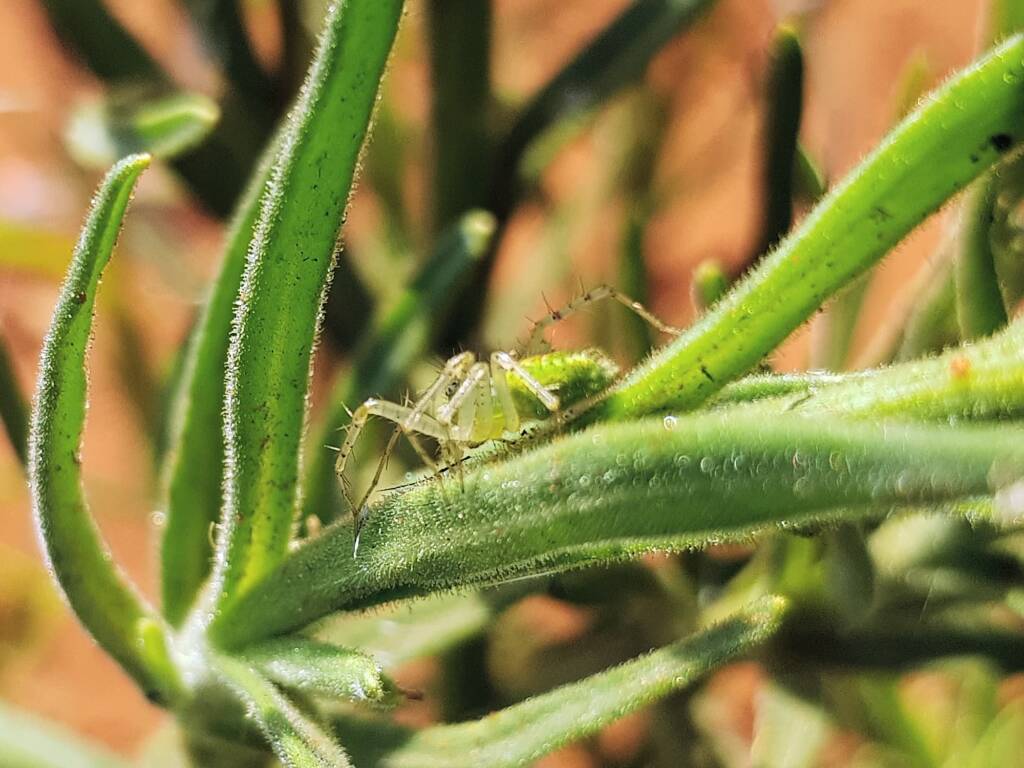 Genus Peucetia (Green Lynx Spider), Alice Springs Desert Park NT