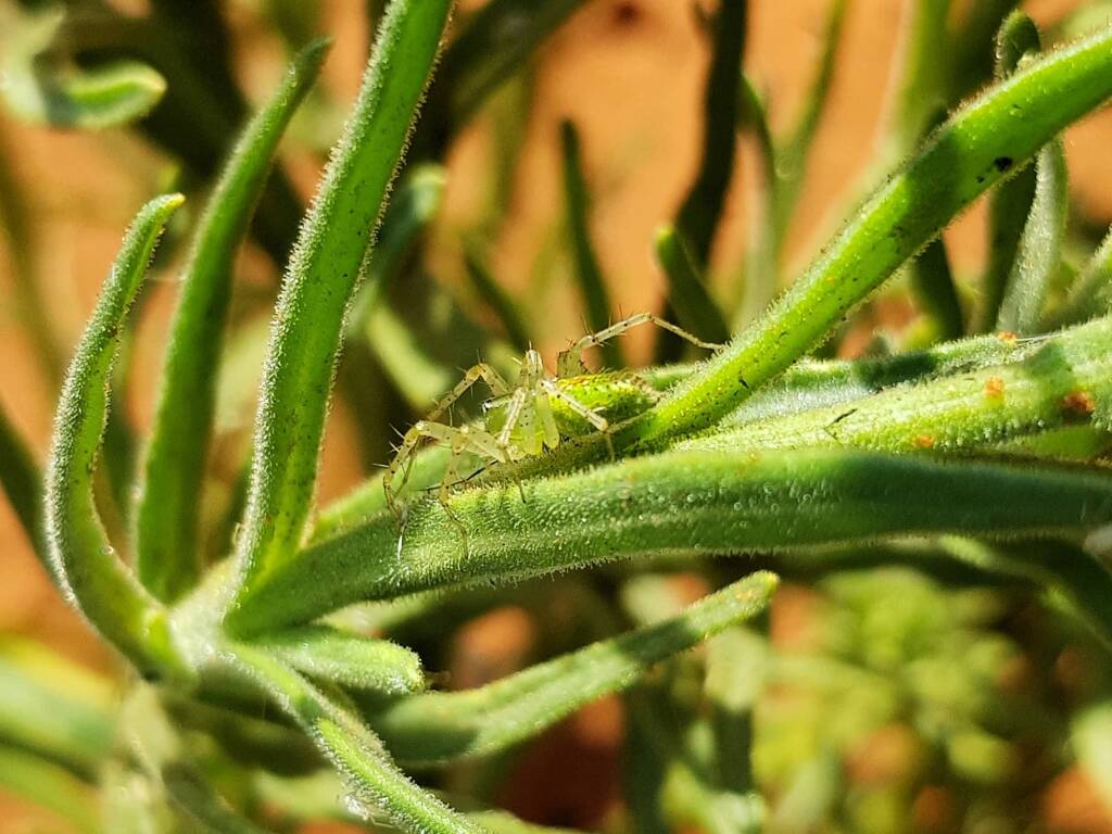 Genus Peucetia (Green Lynx Spider), Alice Springs Desert Park NT