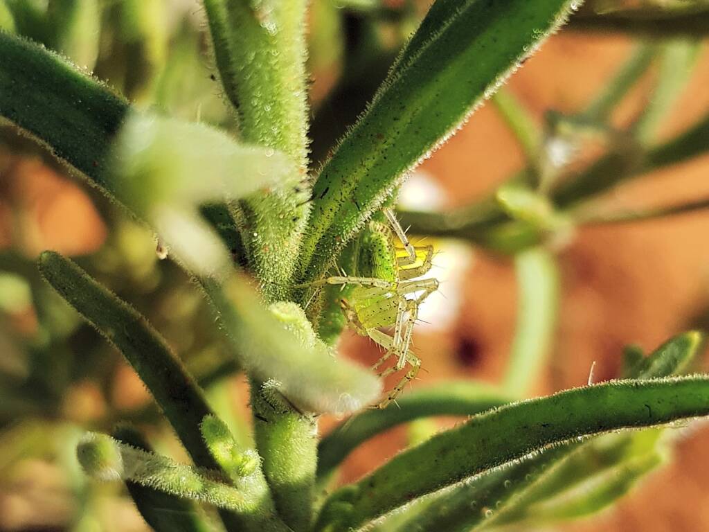 Genus Peucetia (Green Lynx Spider), Alice Springs Desert Park NT