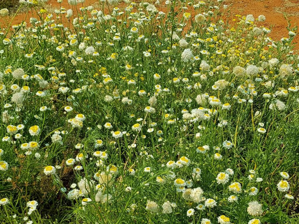 Poached Egg Daisy (Polycalymma stuartii), Alice Springs NT