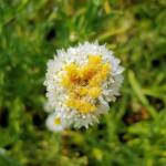 Poached Egg Daisy (Polycalymma stuartii), Alice Springs NT