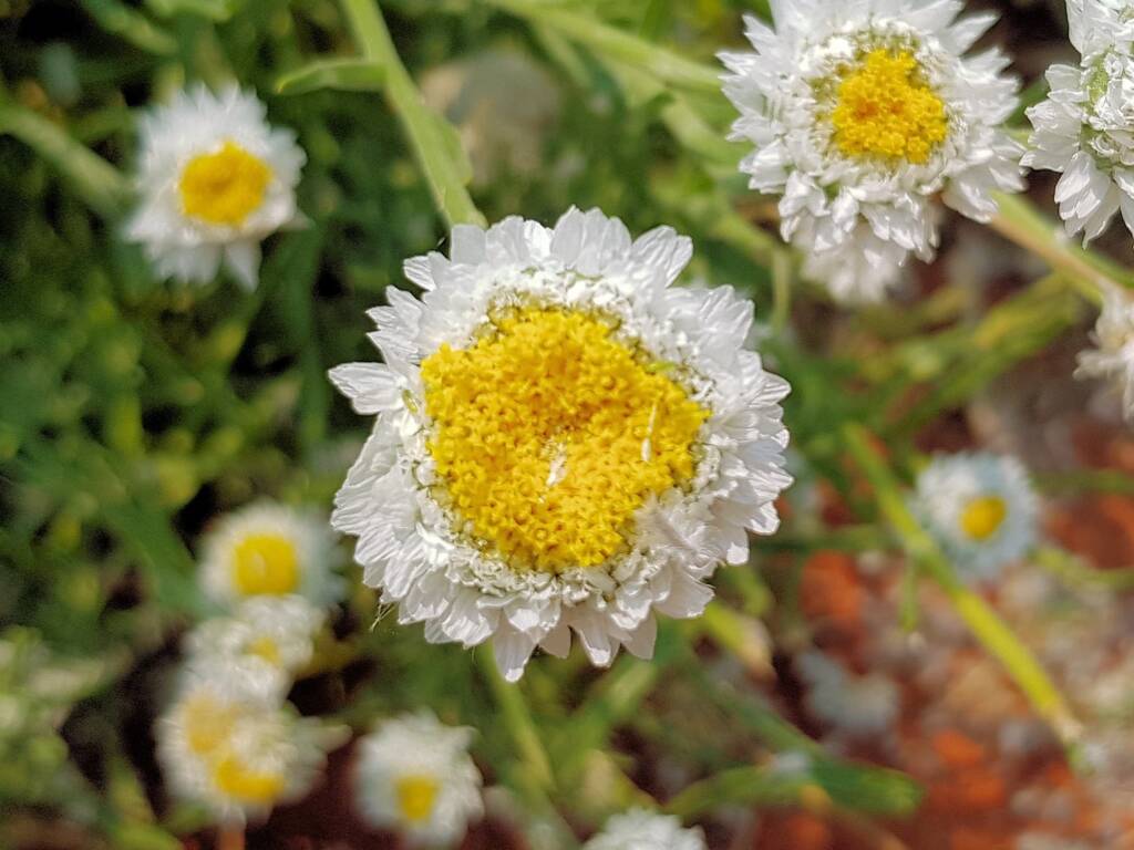 Poached Egg Daisy (Polycalymma stuartii), Alice Springs NT