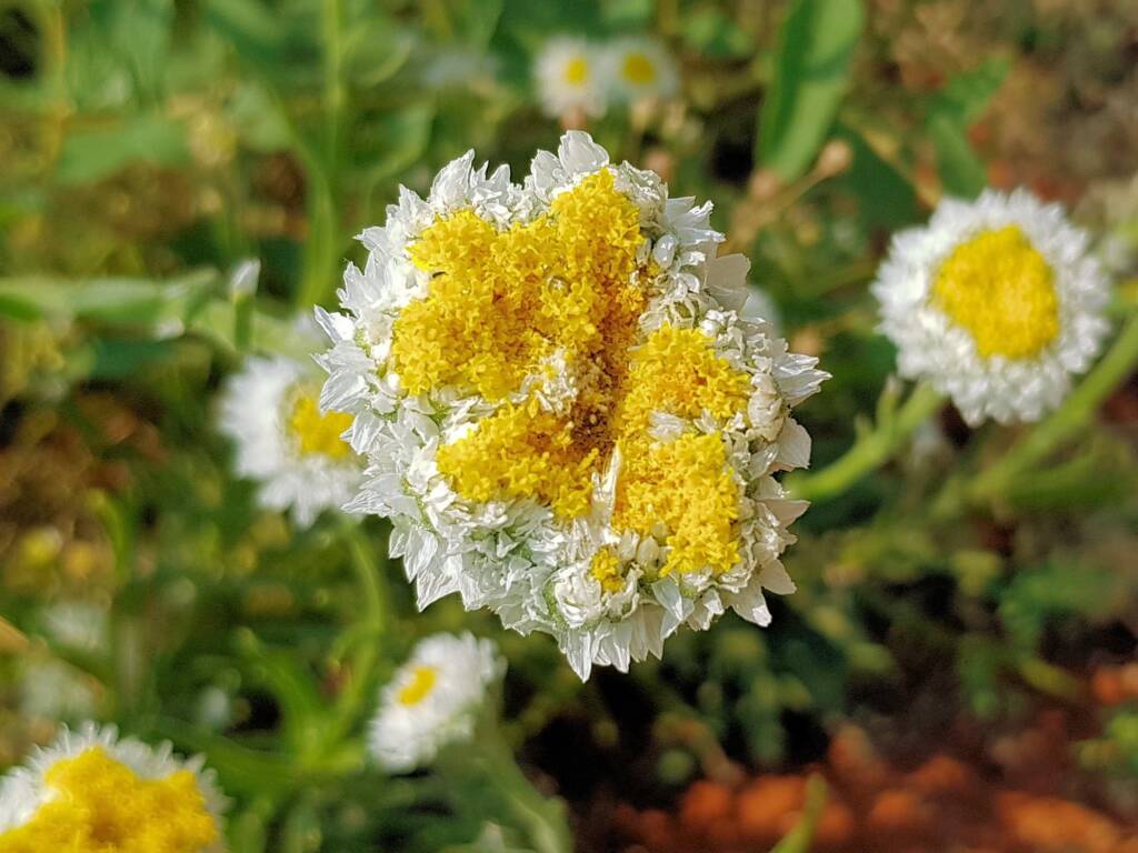 Poached Egg Daisy (Polycalymma stuartii), Alice Springs NT