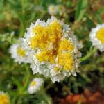 Poached Egg Daisy (Polycalymma stuartii), Alice Springs NT