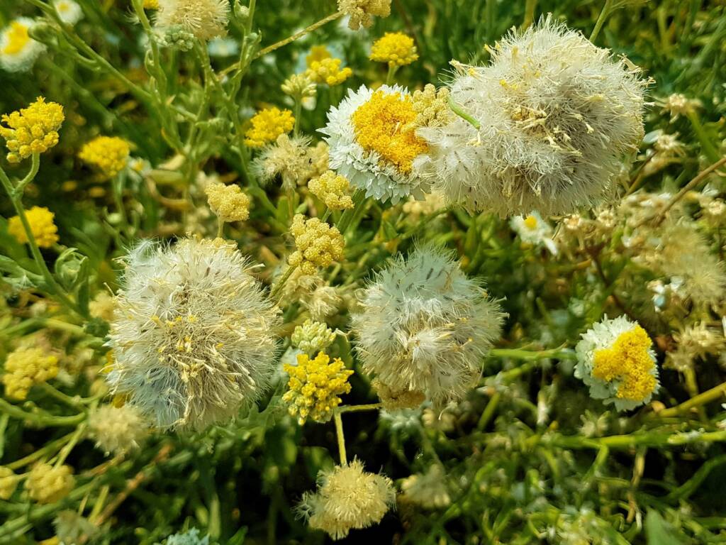 Poached Egg Daisy (Polycalymma stuartii), Alice Springs NT