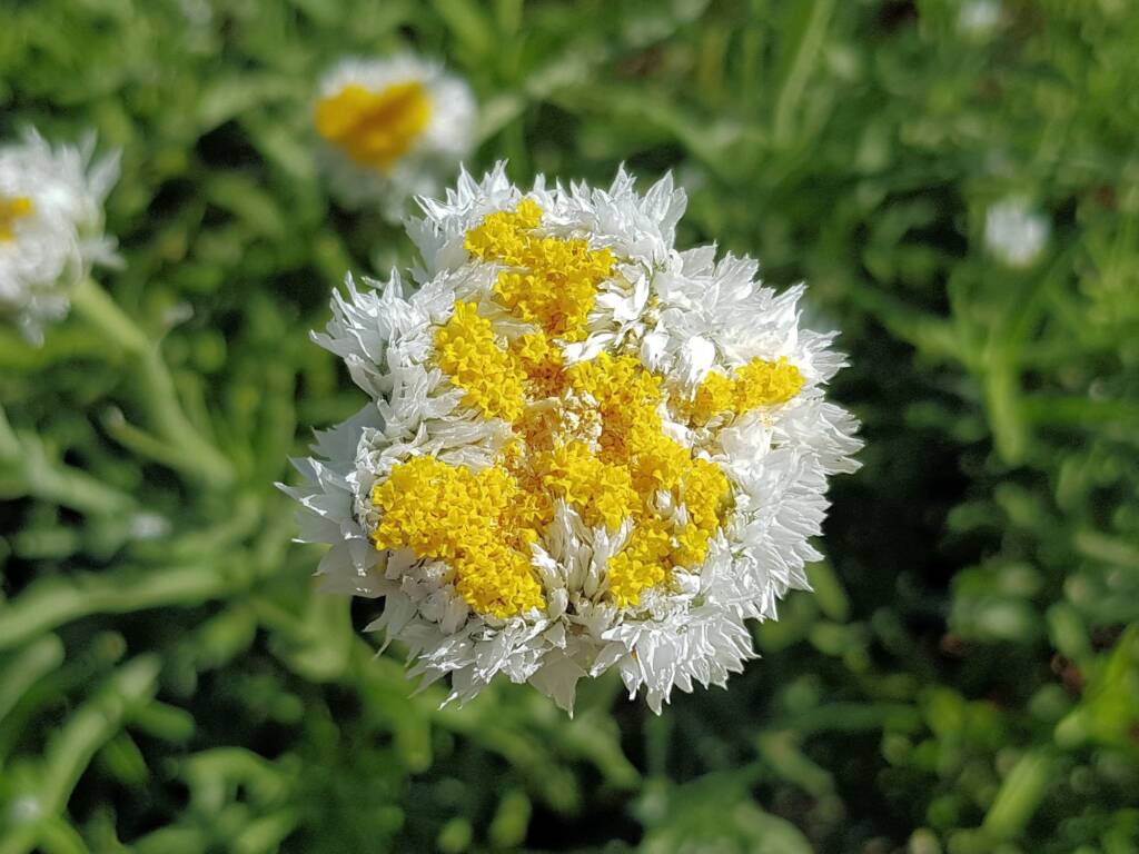 Poached Egg Daisy (Polycalymma stuartii), Alice Springs NT