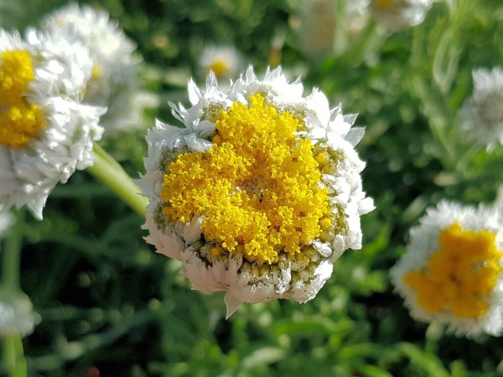 Poached Egg Daisy (Polycalymma stuartii), Alice Springs NT