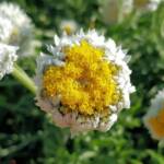Poached Egg Daisy (Polycalymma stuartii), Alice Springs NT