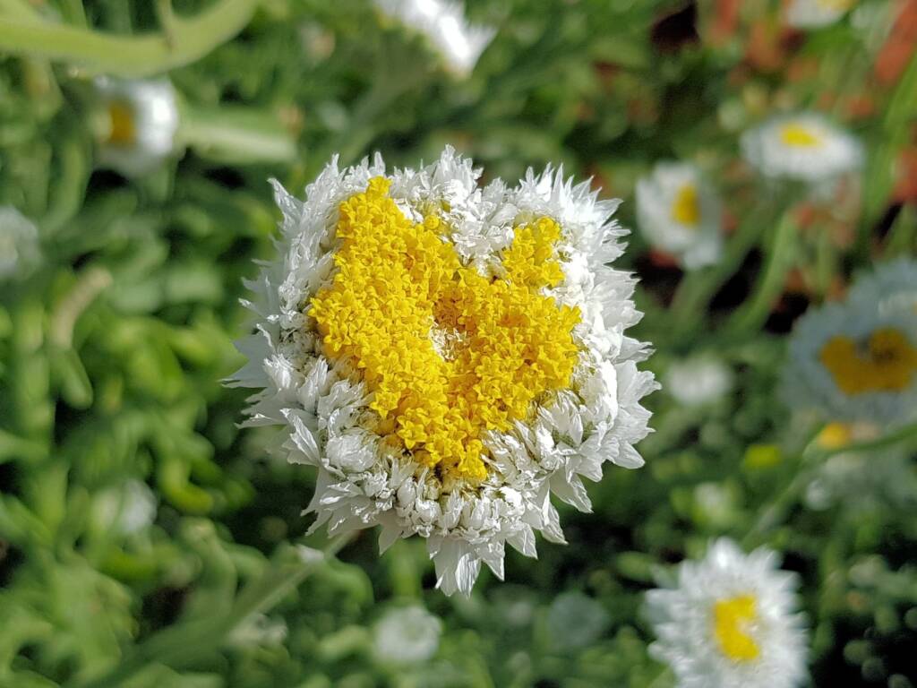 Poached Egg Daisy (Polycalymma stuartii), Alice Springs NT