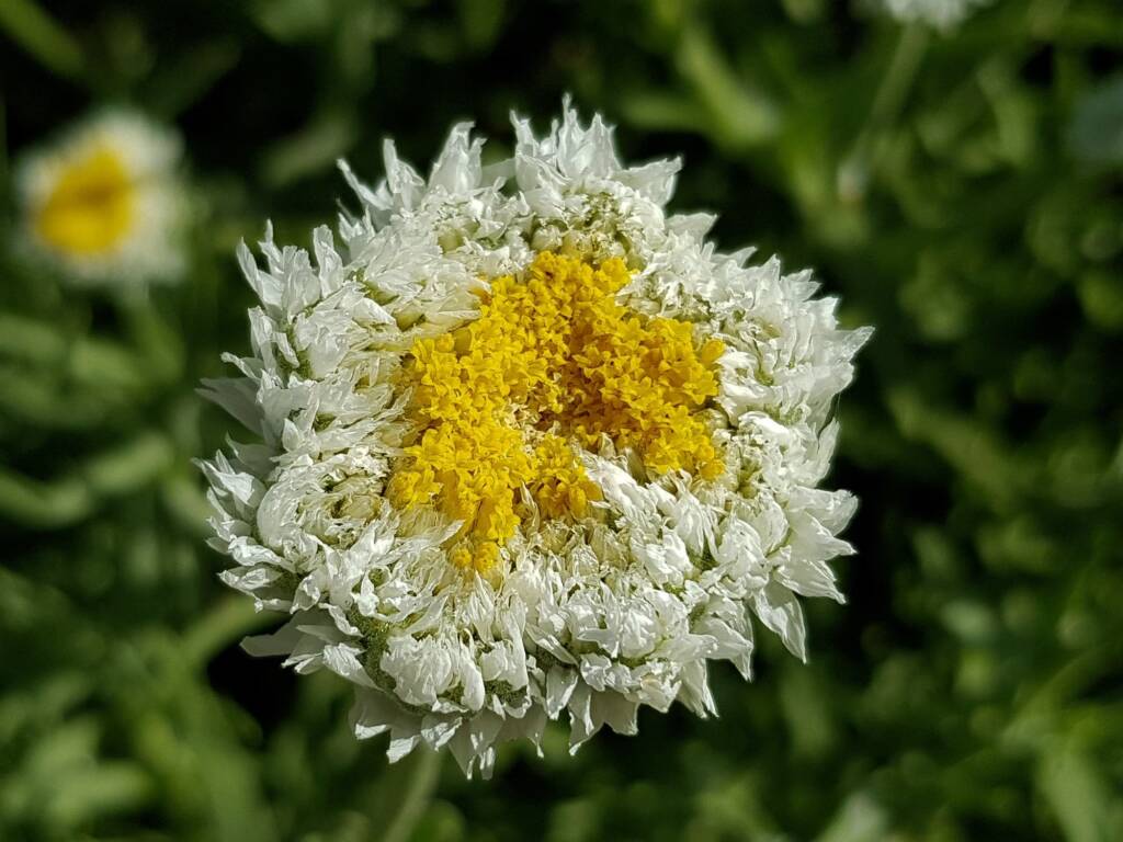 Poached Egg Daisy (Polycalymma stuartii), Alice Springs NT