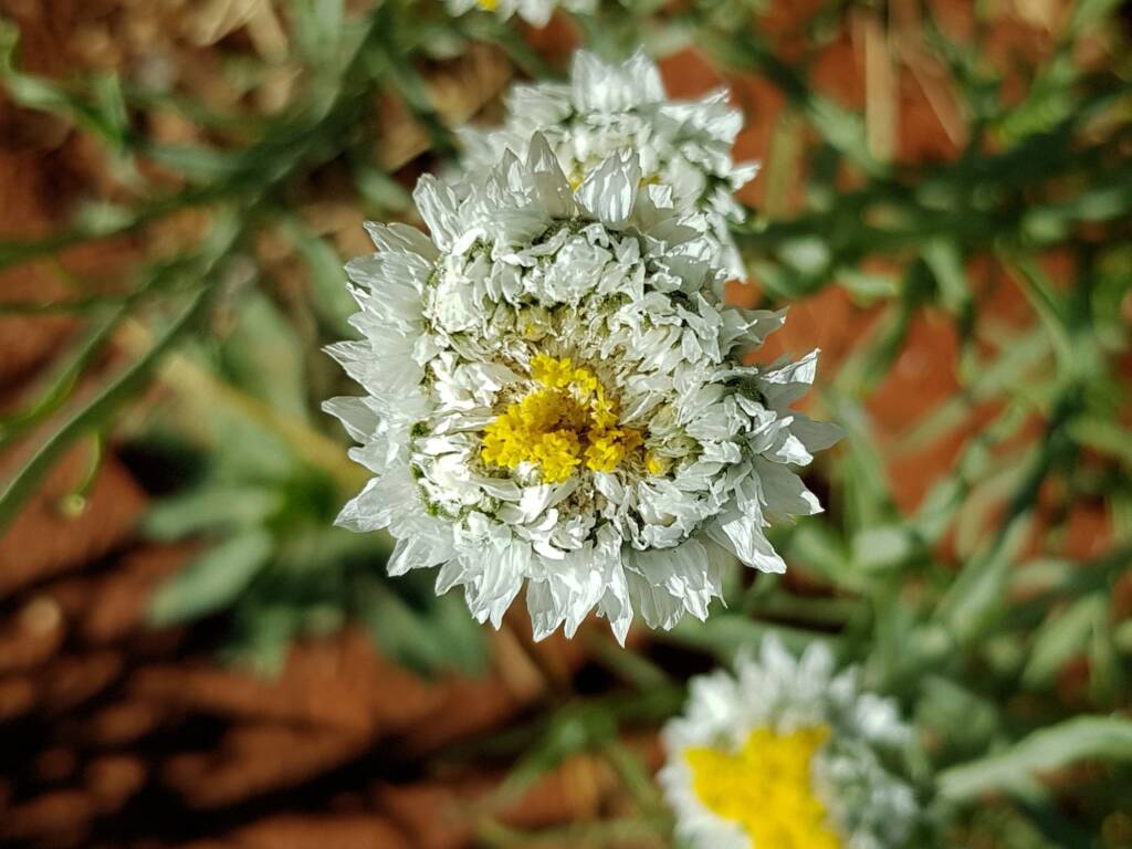 Poached Egg Daisy (Polycalymma stuartii), Alice Springs NT