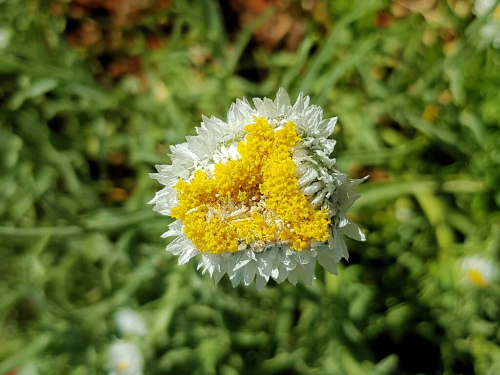 Poached Egg Daisy (Polycalymma stuartii), Alice Springs NT