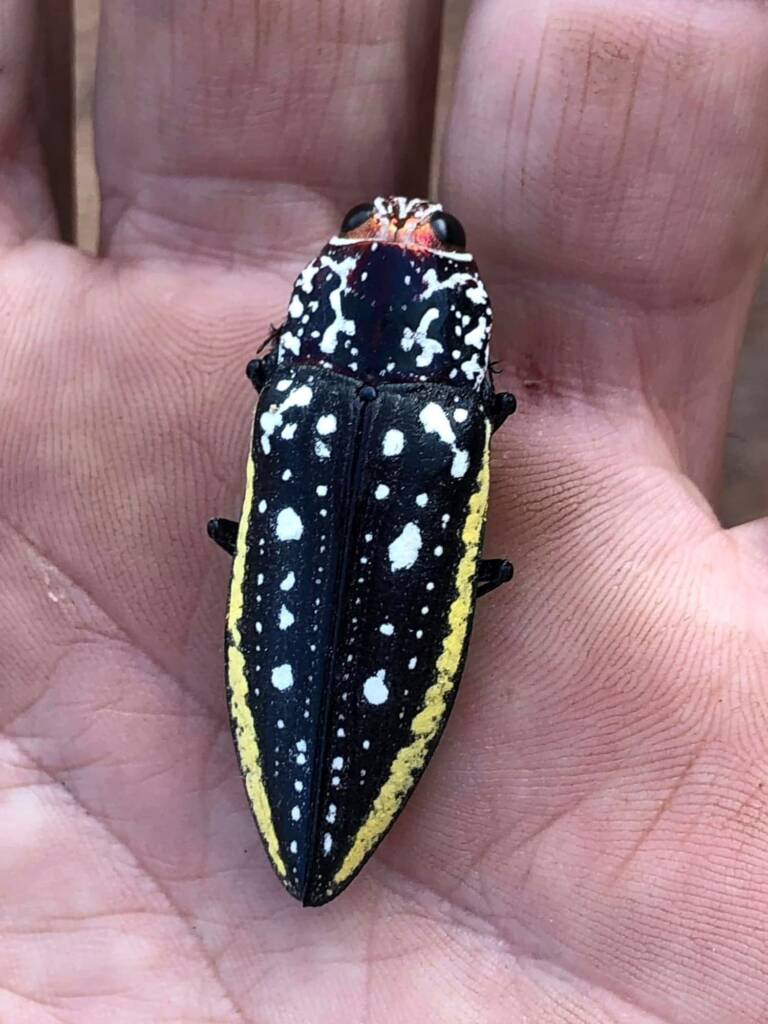 Pseudotaenia spilota, QLD © Mark Hanlon